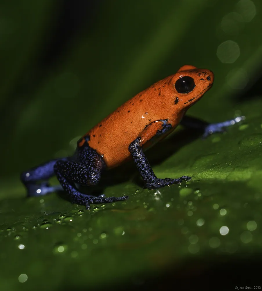 د Strawberry poison-dart frog عکس