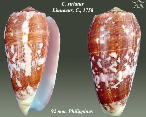 صورة Striated cone