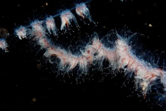 String jellyfish की फ़ोटो