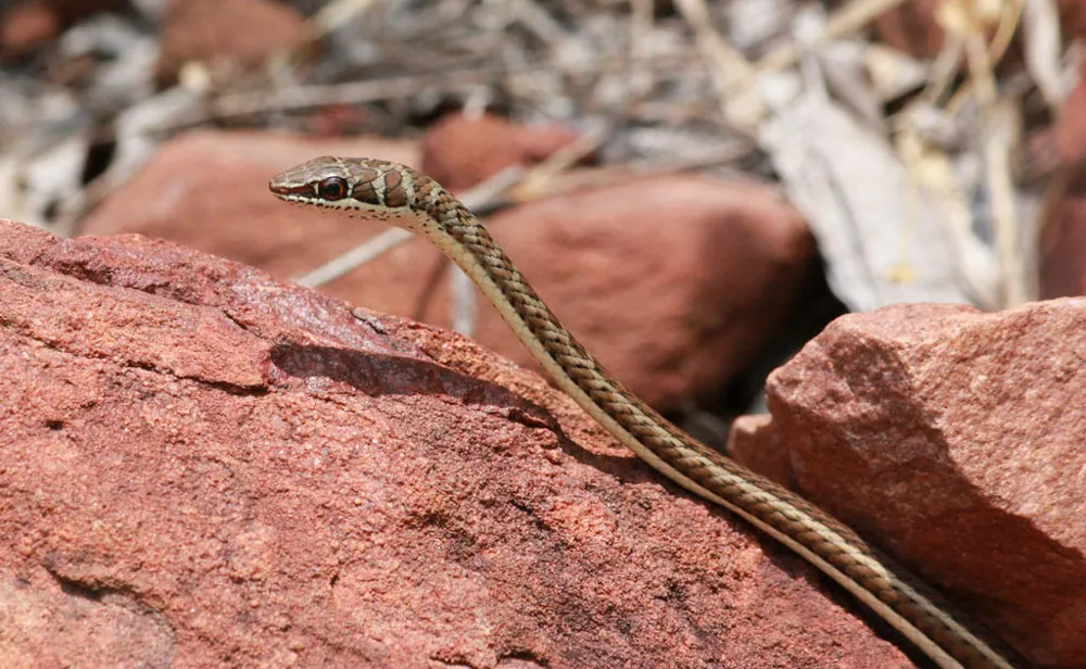 عکس Stripe-bellied sand snake