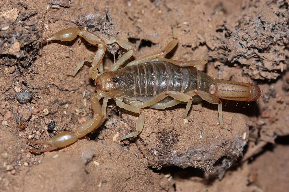 Foto de Stripe-tailed scorpion