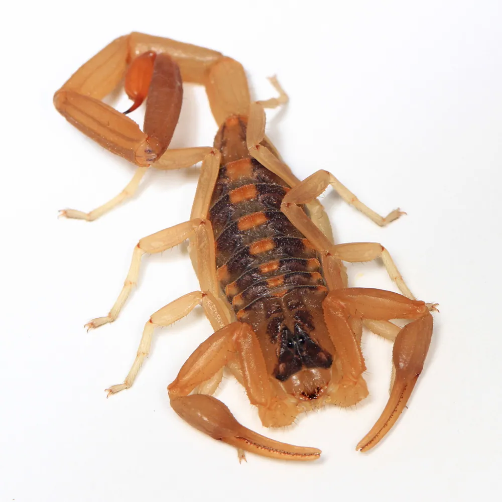 د Striped bark scorpion عکس