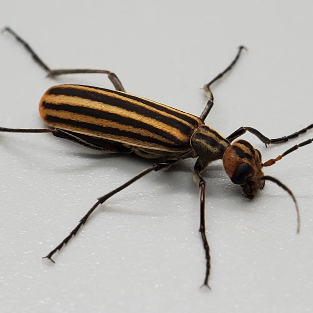 د Striped blister beetle عکس