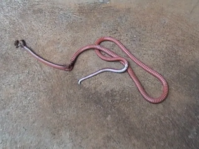 عکس Striped coral snake