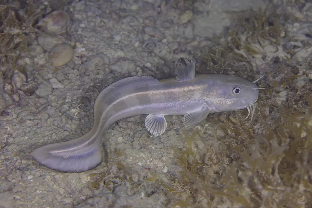 Ảnh Striped eel catfish