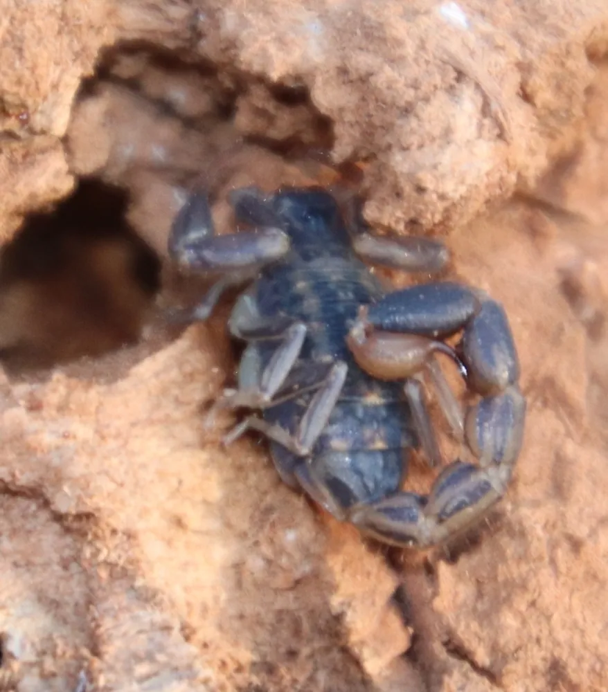 عکس Striped lesser thick-tailed scorpion