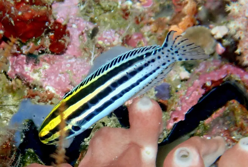 የStriped poison-fang blenny ፎቶ
