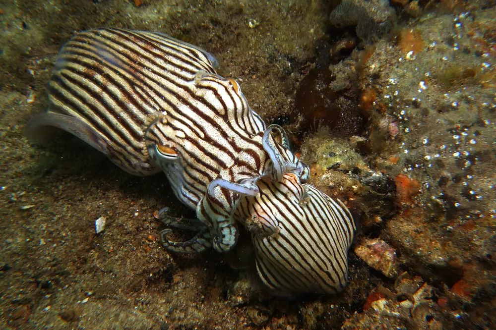 د Striped pyjama squid عکس