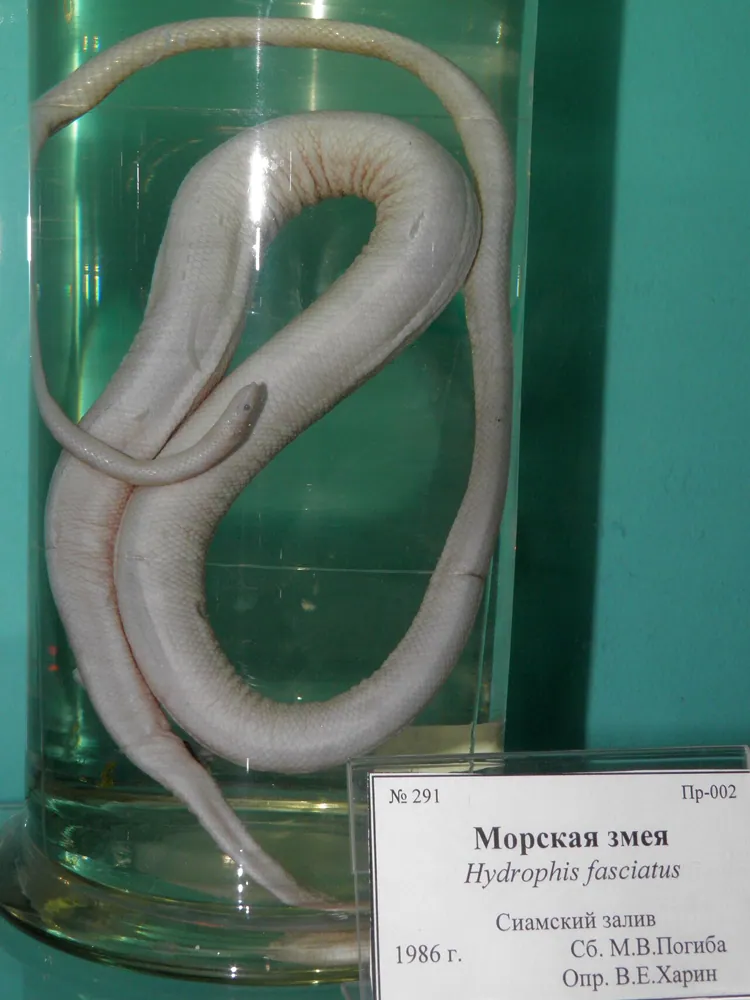 عکس Striped sea snake