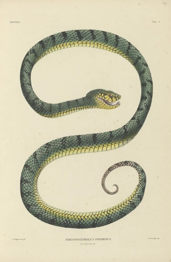 د Sumatran pit viper عکس