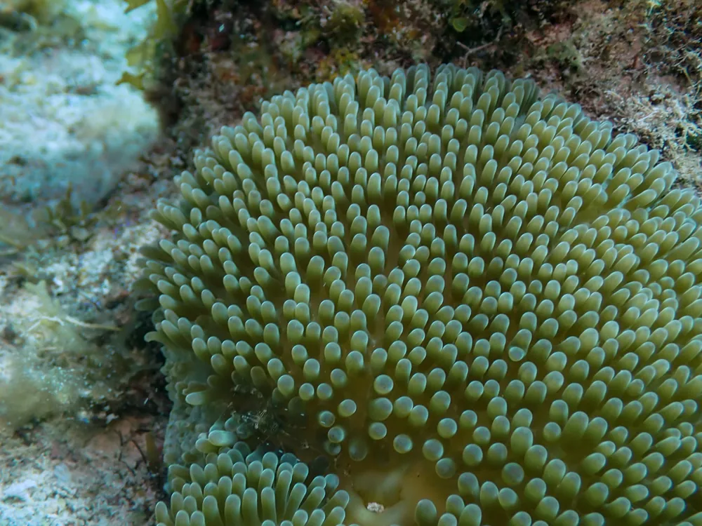 Sun anemone ఫోటో