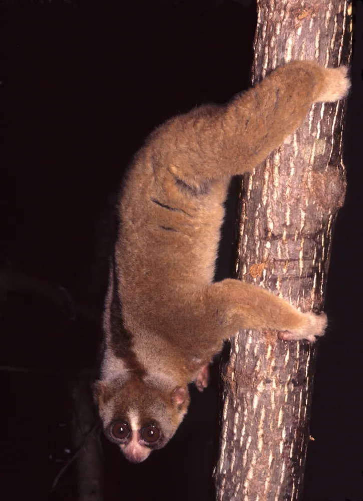 د Sunda slow loris عکس