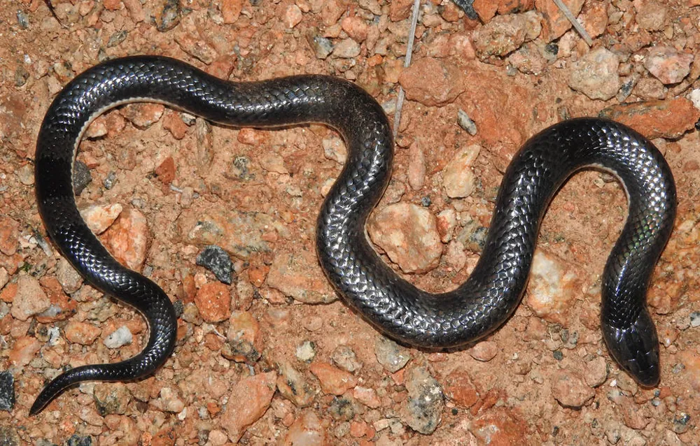 د Sundevall's garter snake عکس