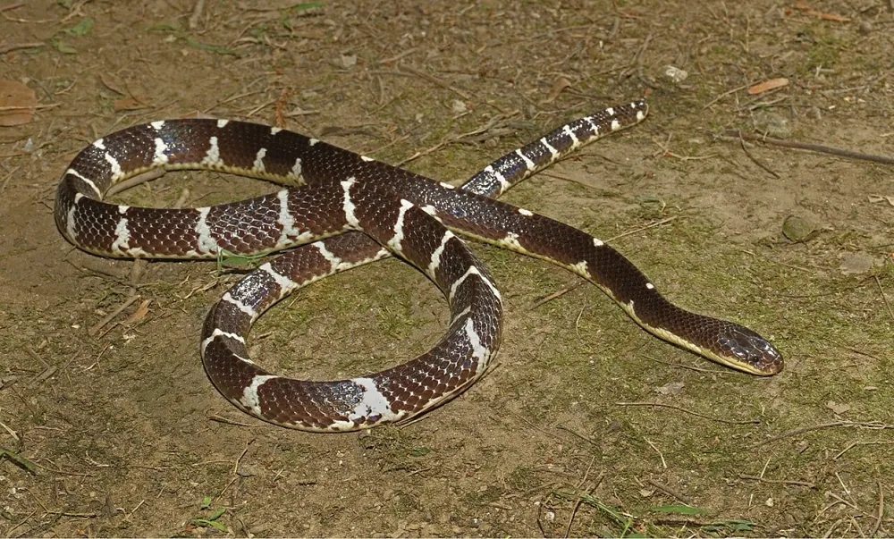 صورة Suzhen's krait