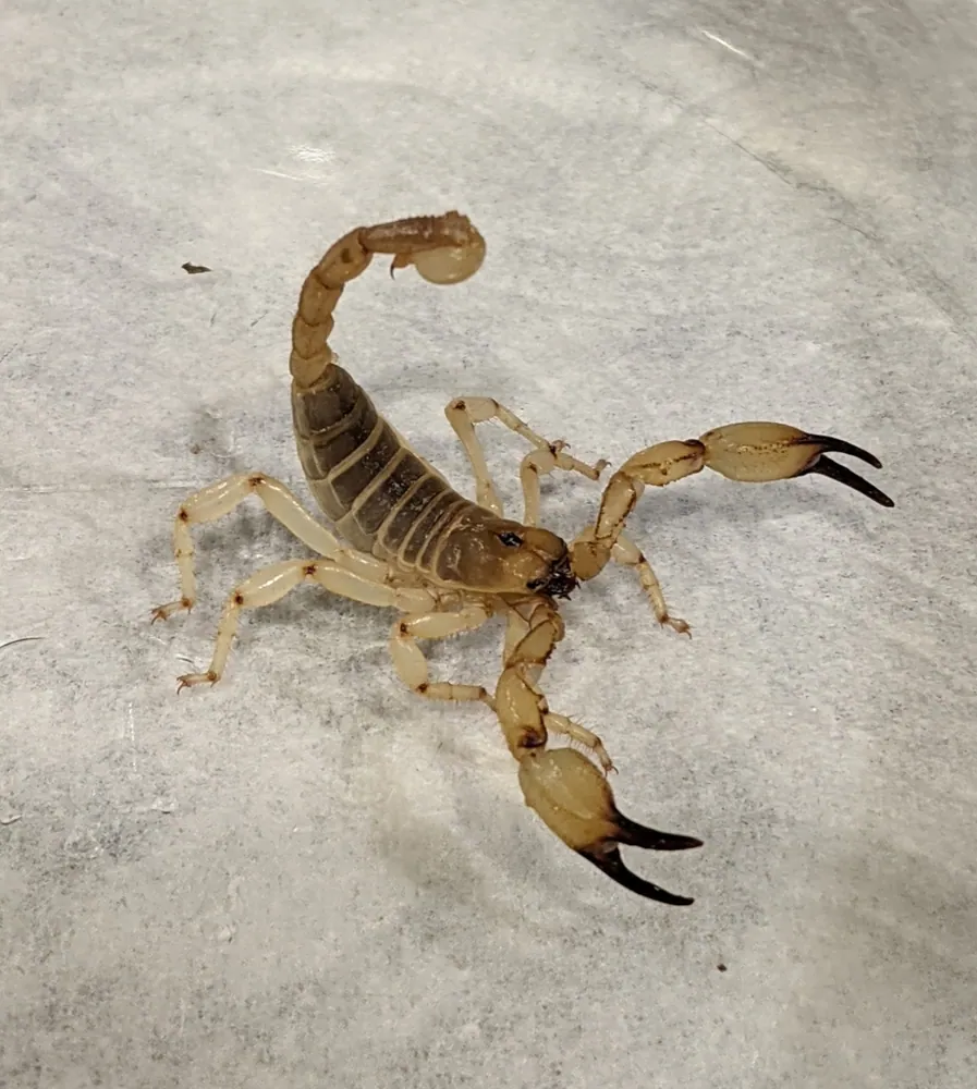 عکس Swollen-stinger scorpion