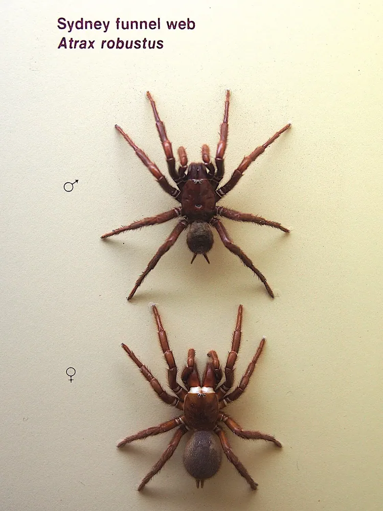 د Sydney funnel-web spider عکس