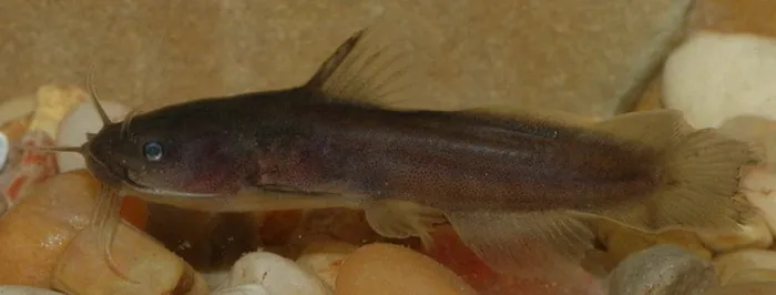 ภาพของTadpole madtom
