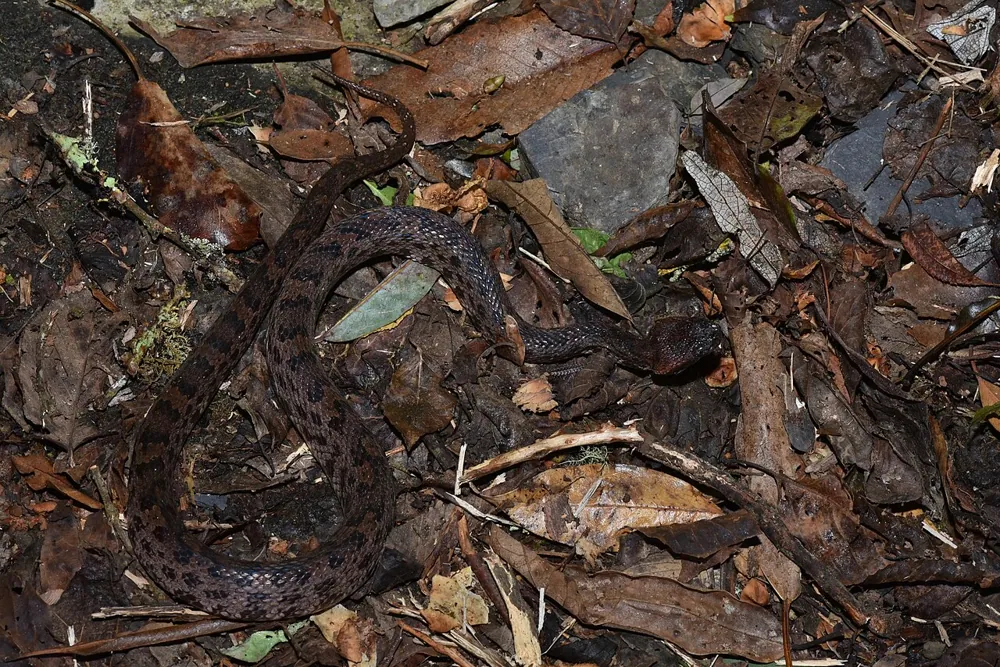د Taiwan mountain pit viper عکس