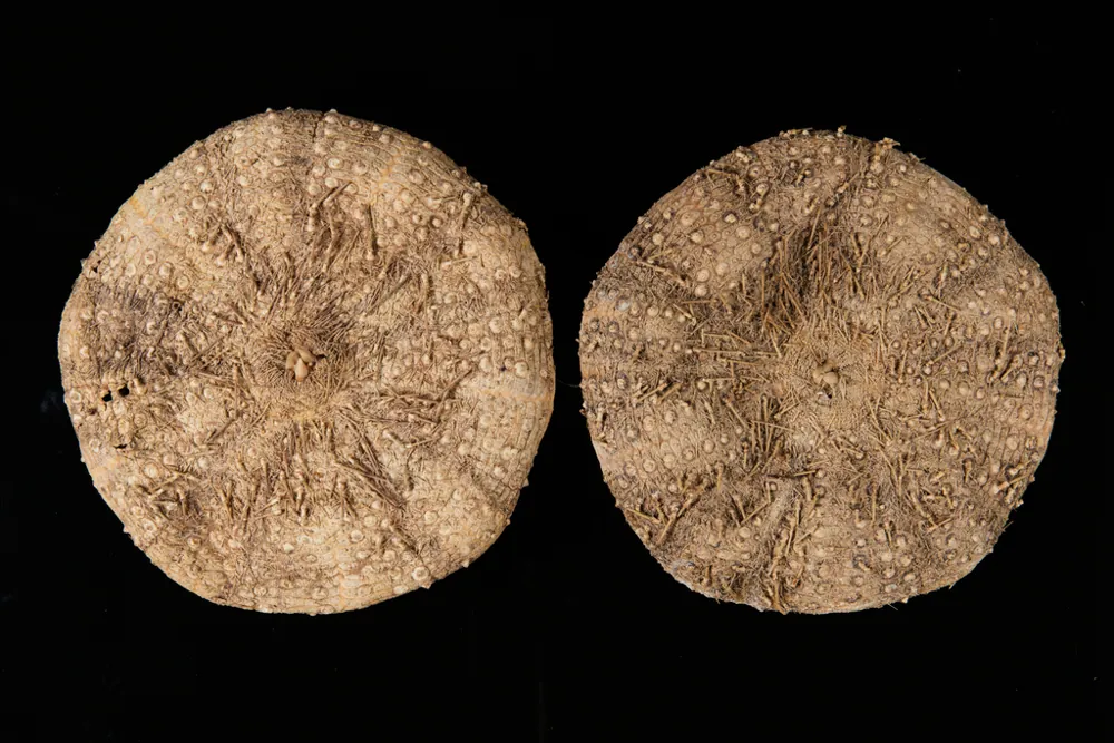 عکس Tam o' shanter urchin