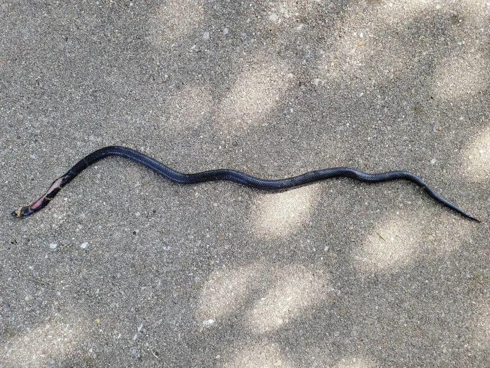 عکس Tamaulipan coral snake