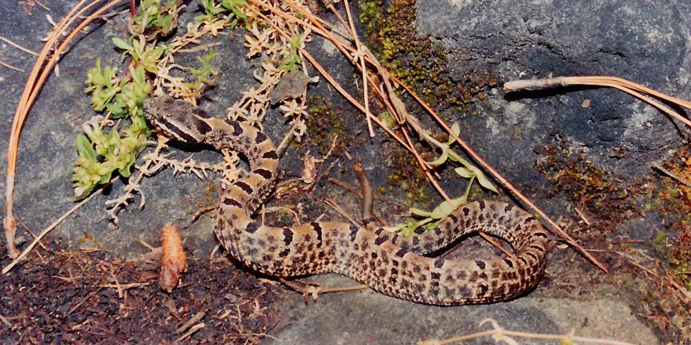 عکس Tamaulipan rock rattlesnake