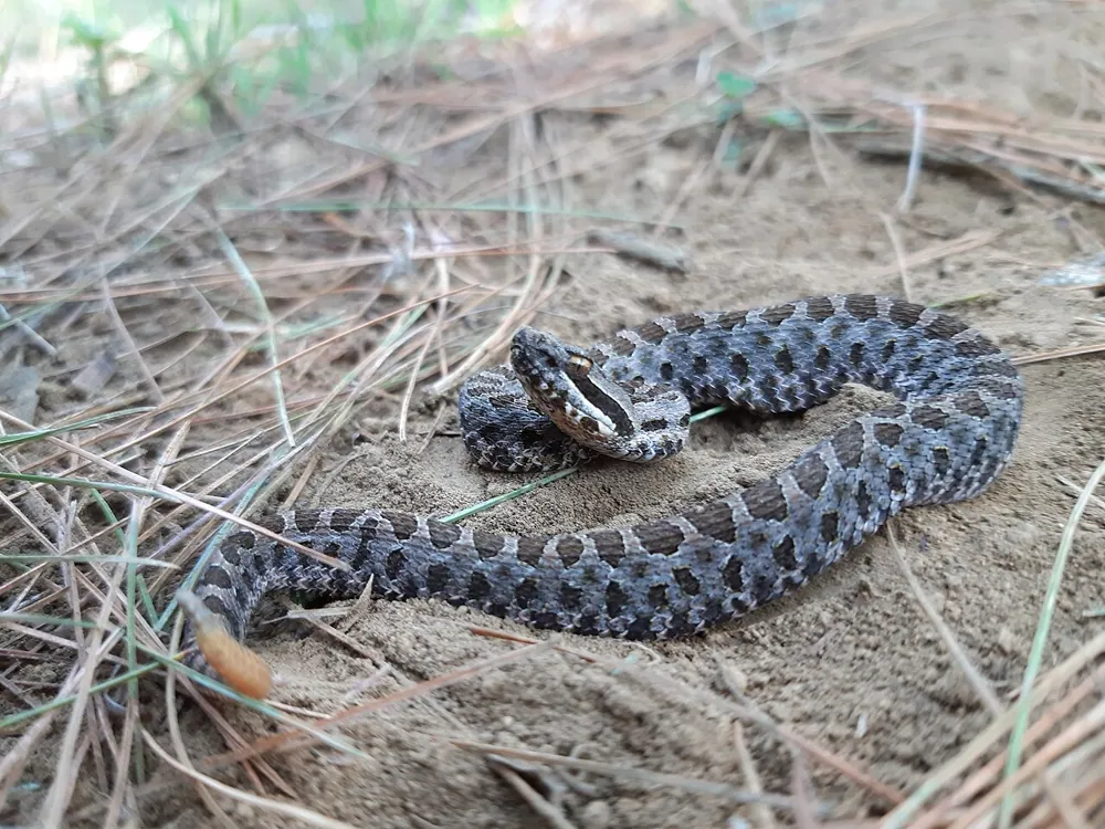 د Tancitaran dusky rattlesnake عکس