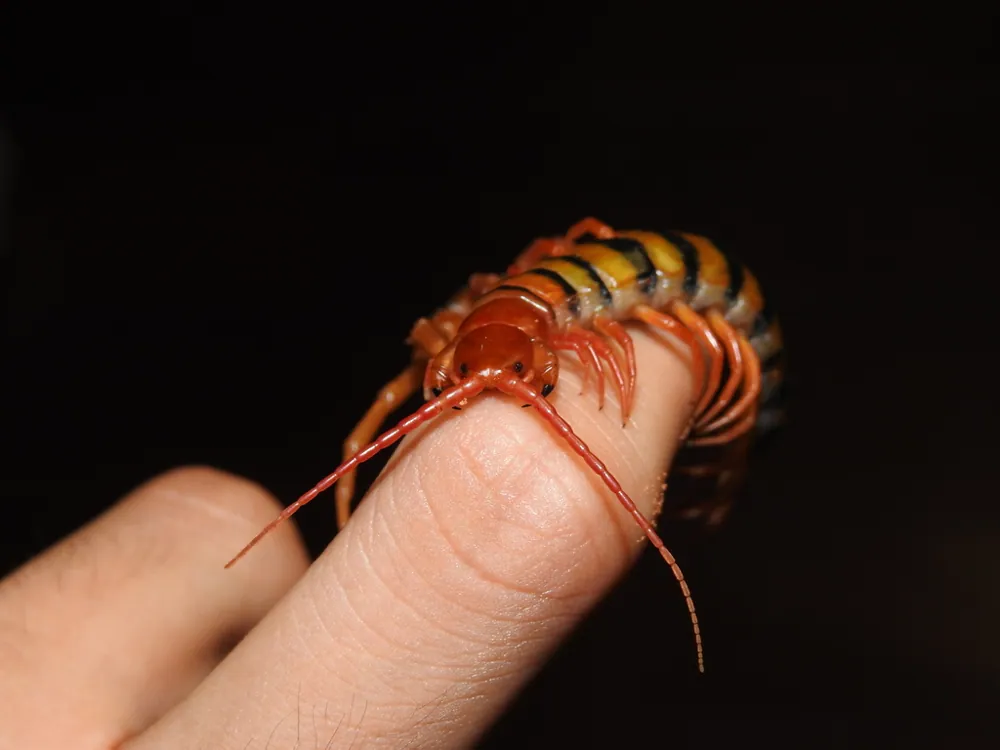 د Tanzanian blue ringleg centipede عکس