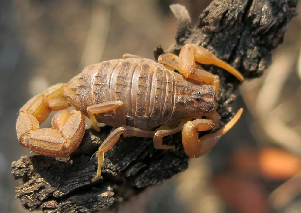Foto von Tanzanian red-clawed bark scorpion
