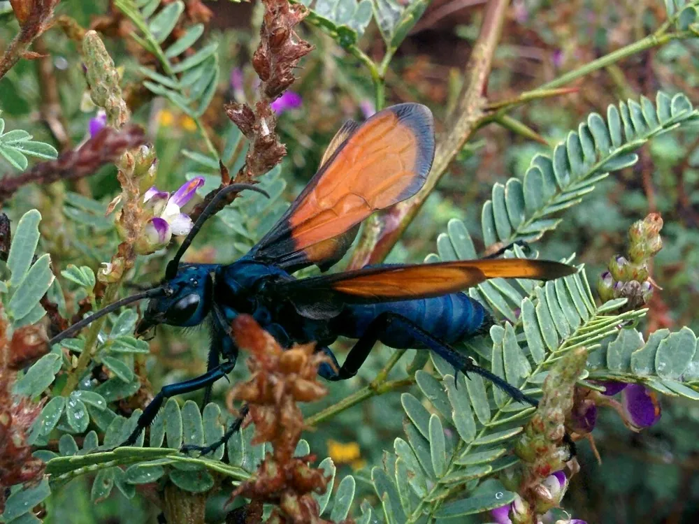 Foto de Tarantula hawk