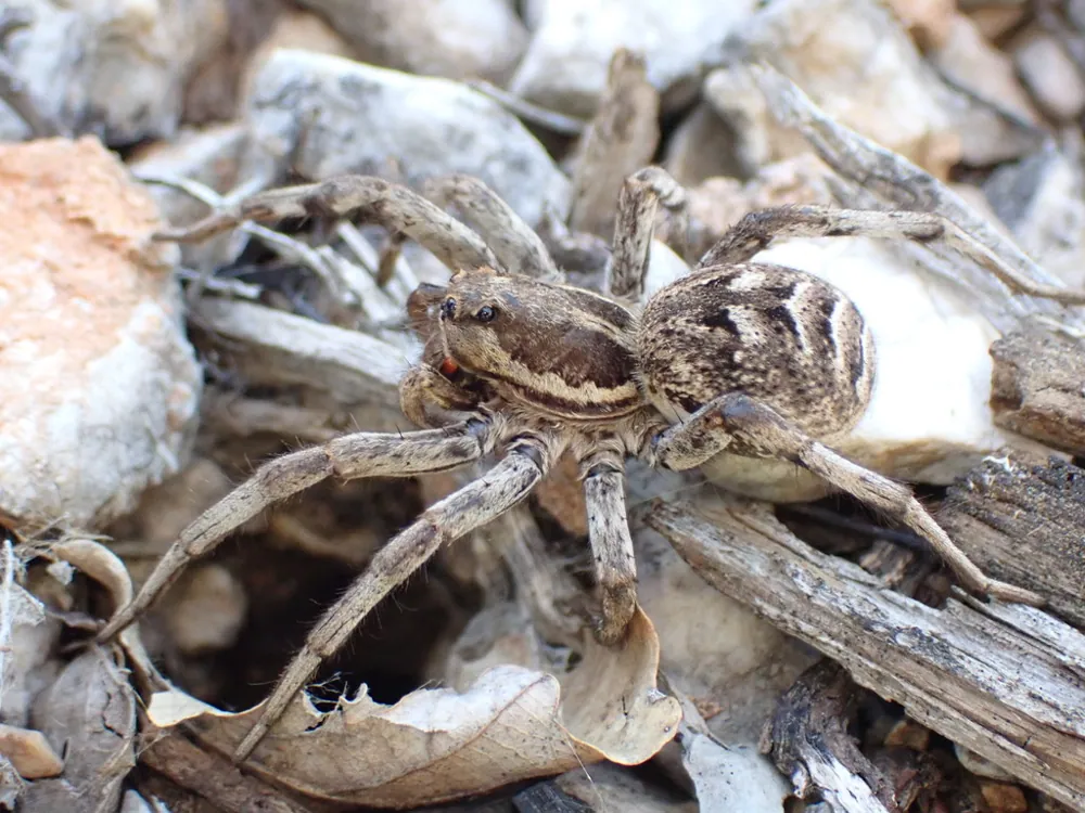 صورة Tarantula wolf spider