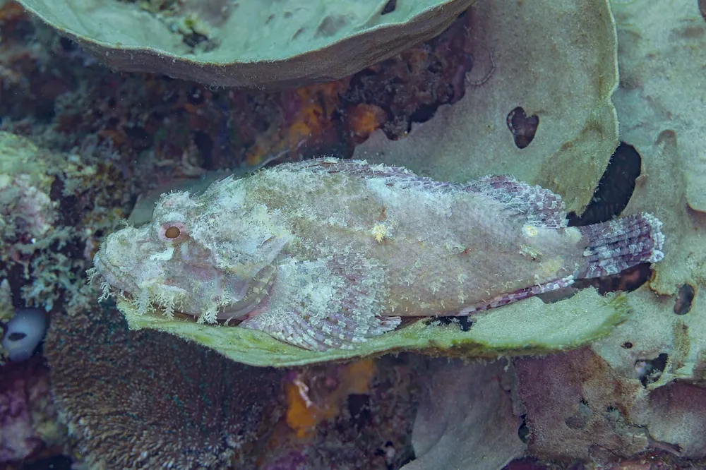عکس Tassled scorpionfish
