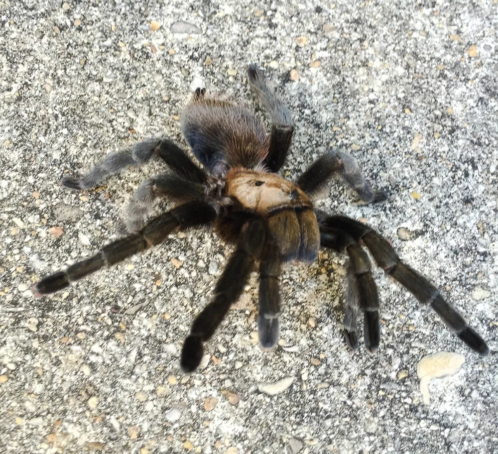 عکس Texas brown tarantula
