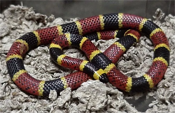 د Texas coral snake عکس