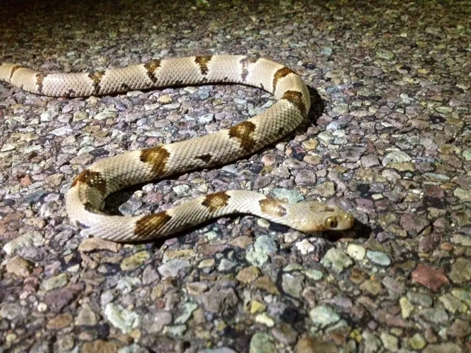 عکس Texas lyre snake