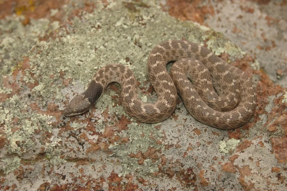 د Texas night snake عکس