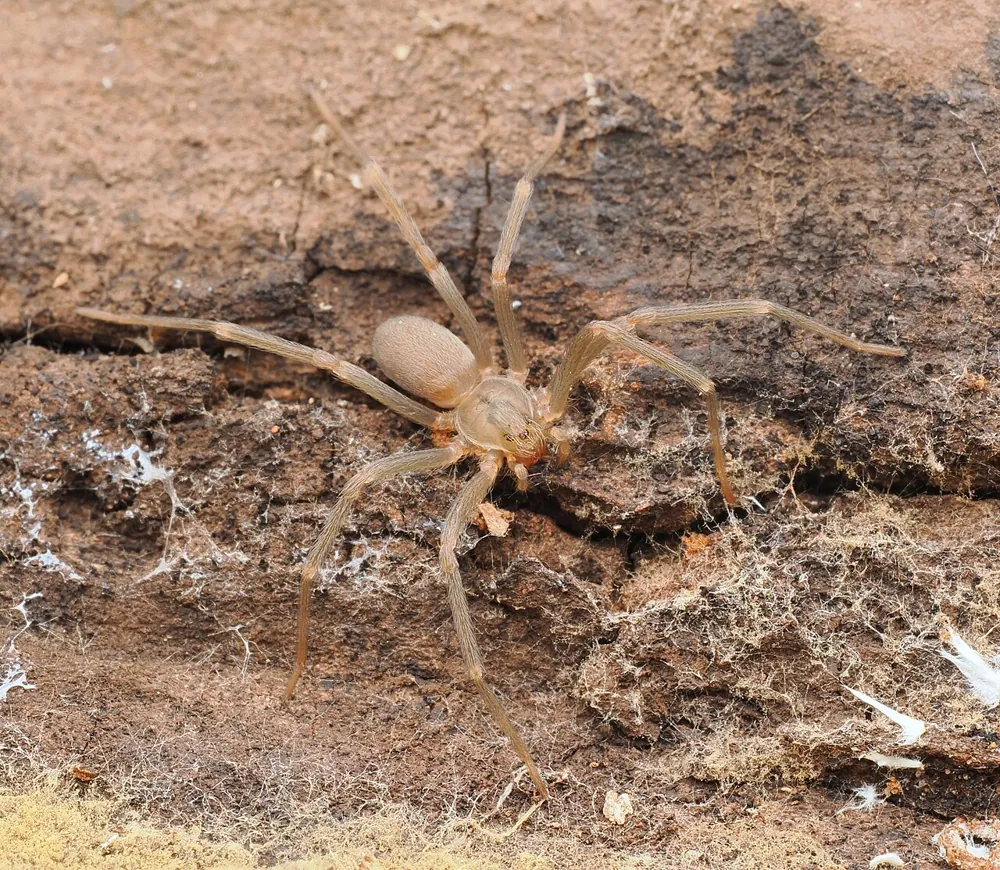 ภาพของTexas recluse
