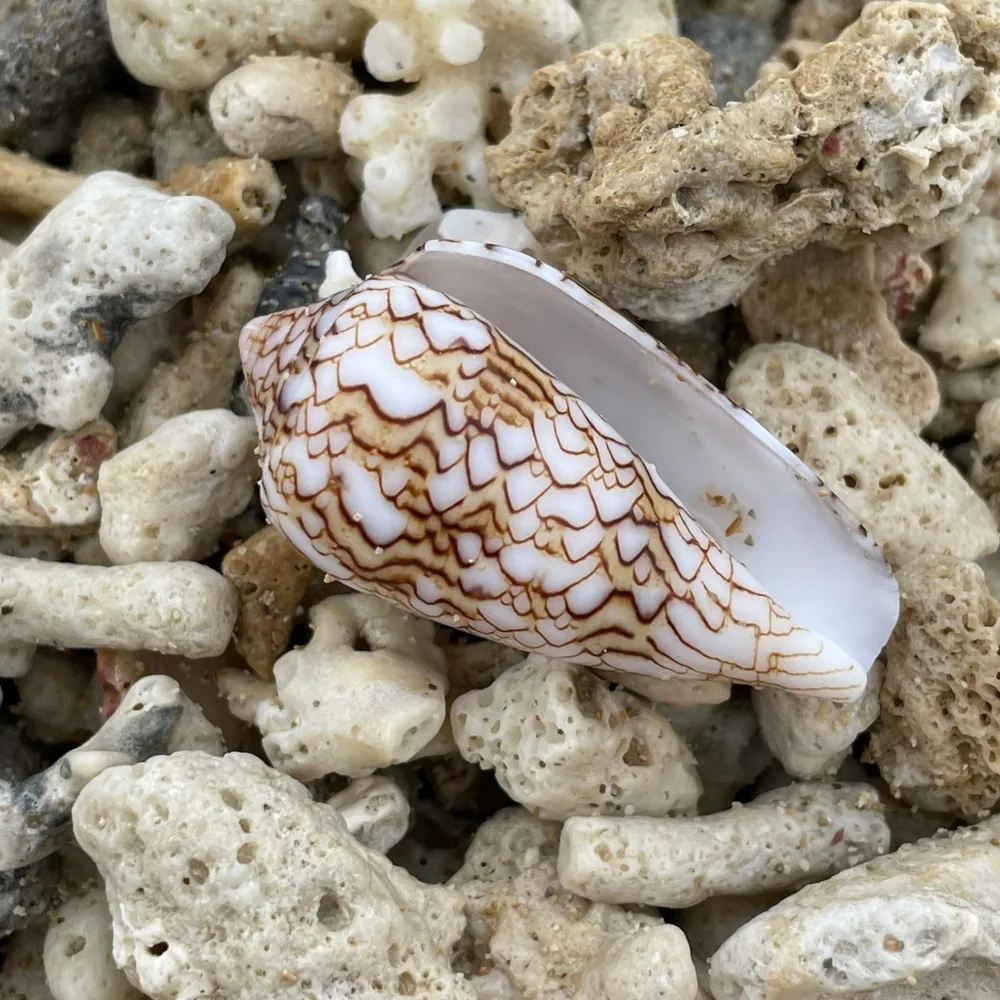 صورة Textile cone