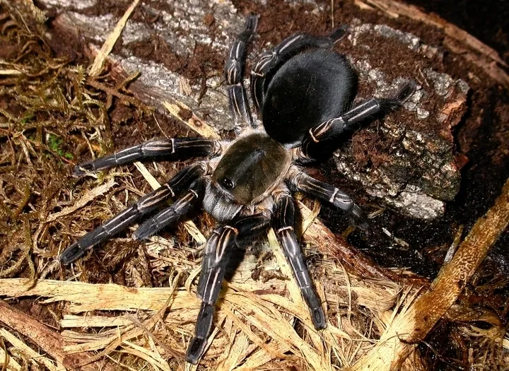 د Thai zebra tarantula عکس