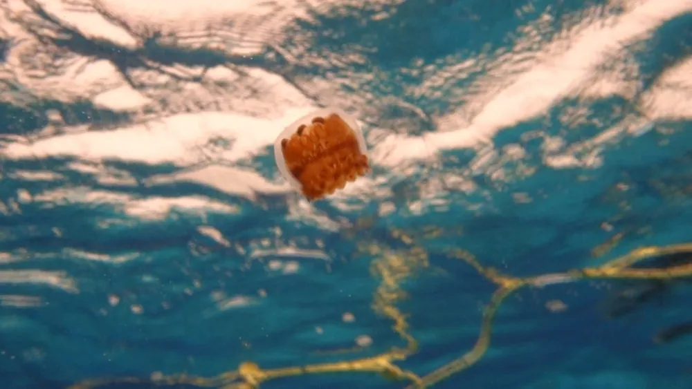 ภาพของThimble jellyfish