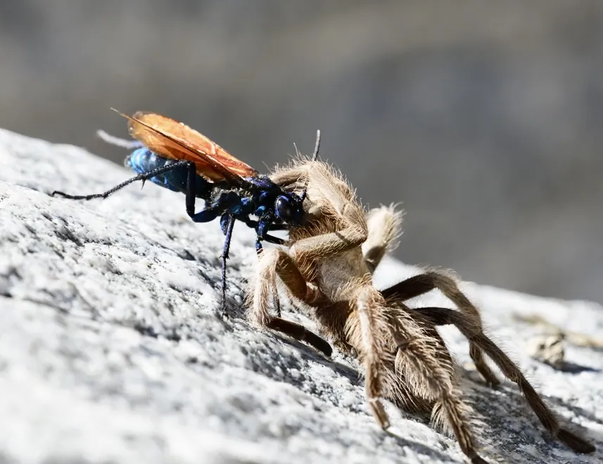 ภาพของThisbe's tarantula hawk