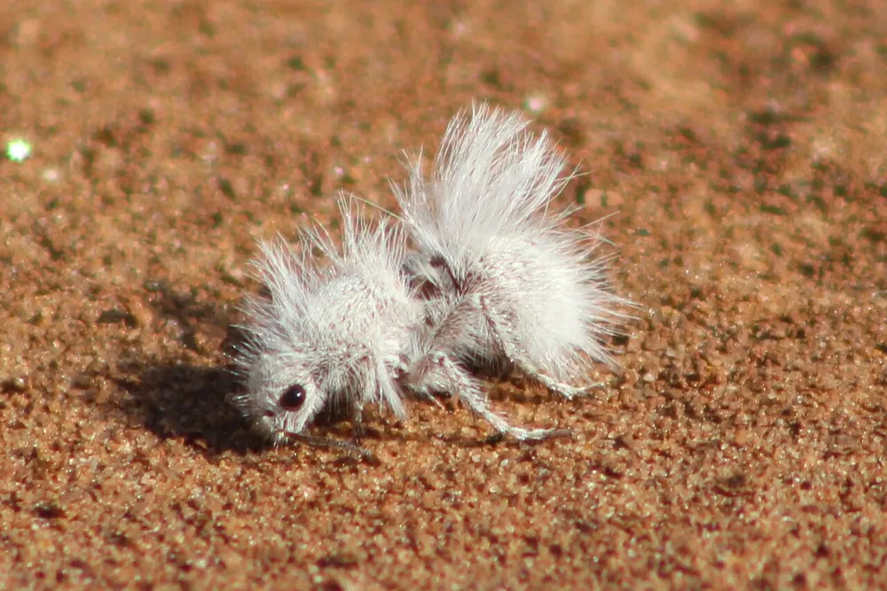عکس Thistledown velvet ant