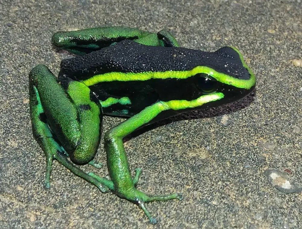 عکس Three-striped poison frog