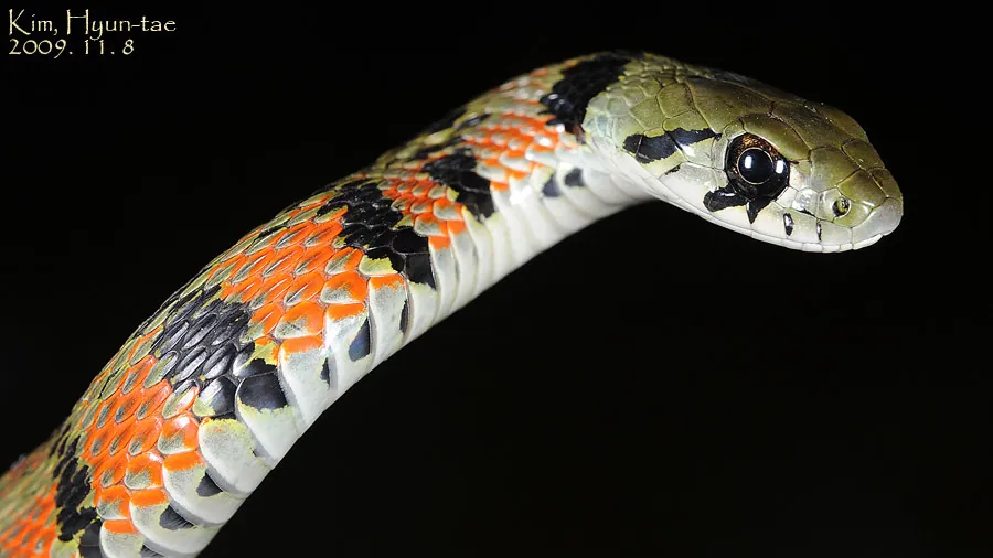 ภาพของTiger keelback