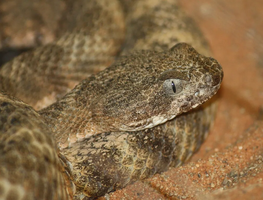 عکس Tiger rattlesnake