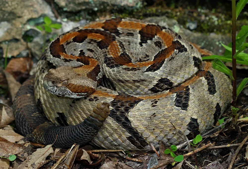 د Timber rattlesnake عکس