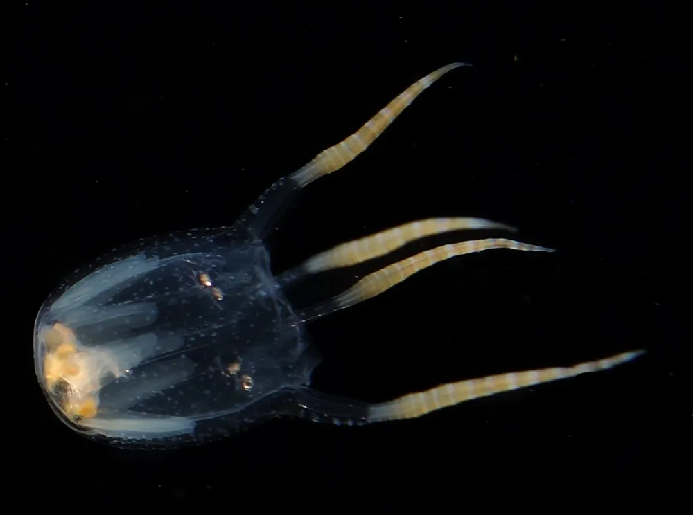 د Tiny clinging box jellyfish عکس