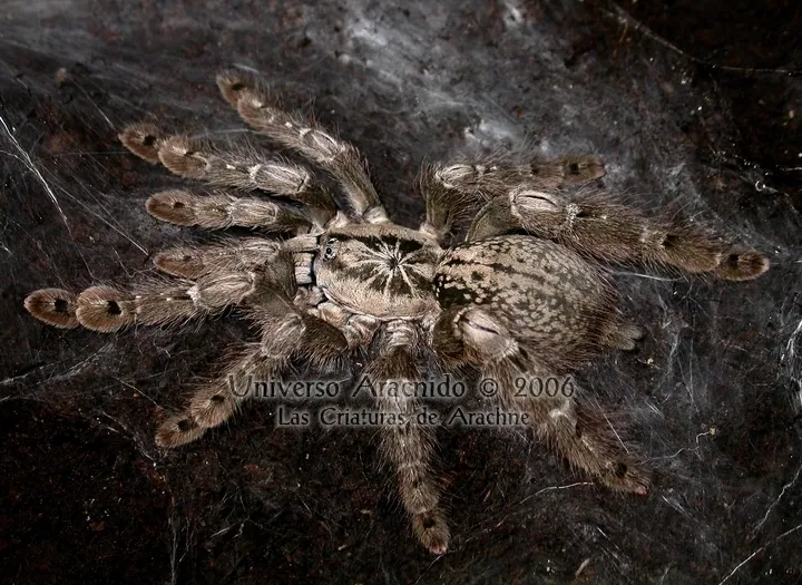 د Togo starburst tarantula عکس