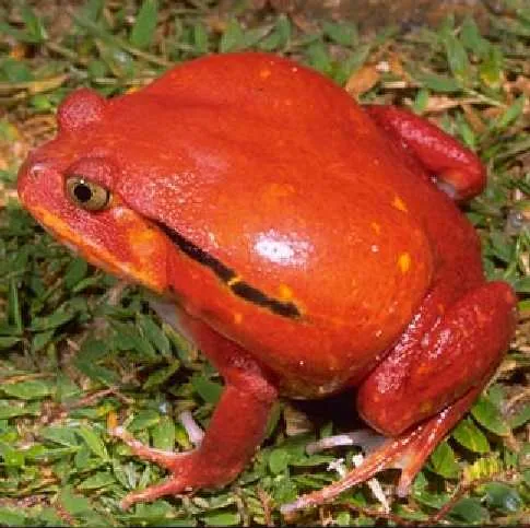 ภาพของTomato frog