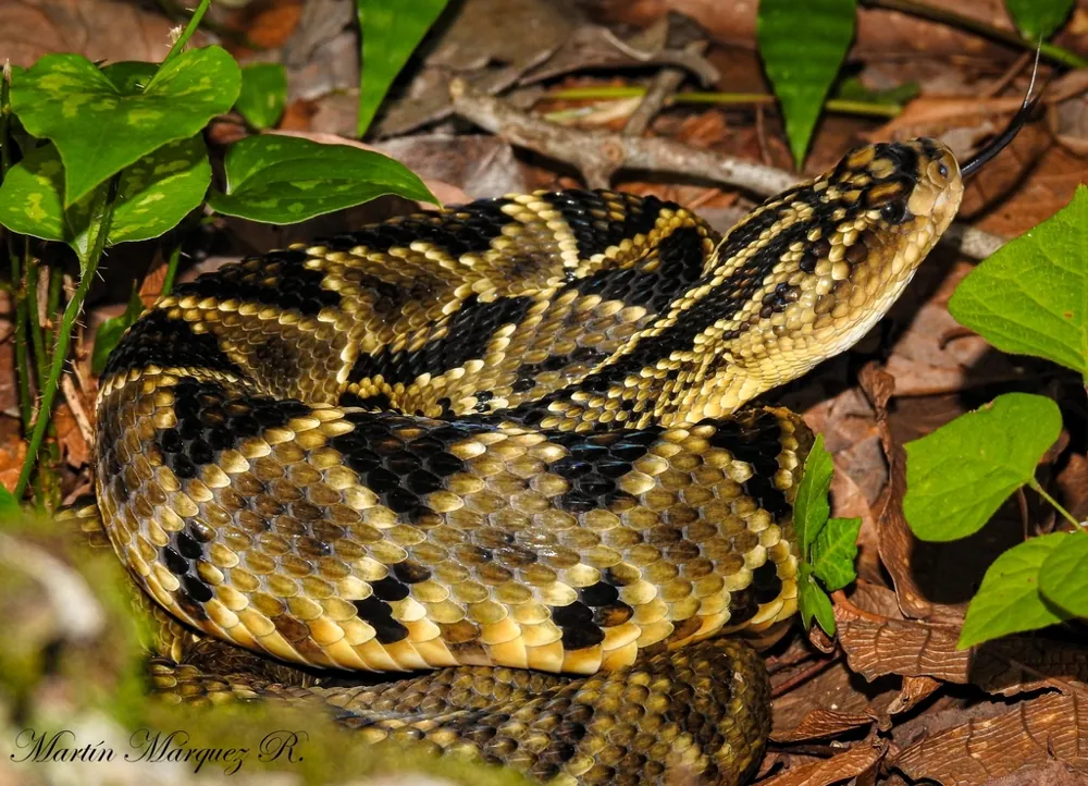 د Totonacan rattlesnake عکس