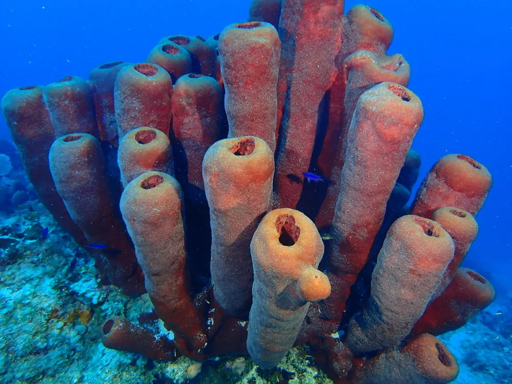 عکس Touch-me-not sponge